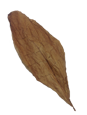 Buy Whole Leaf Cigar Wrapper Tobacco Leaves. Ecuadorian Cigar Wrapper.